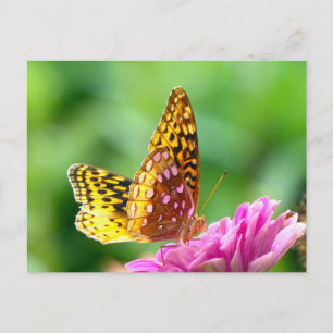 Great Spangled Fritillary Postcard