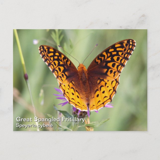 Great Spangled Fritillary Postcard (Front)