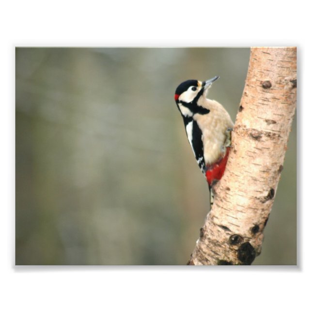 Great Spotted Woodpecker on a Silver Birch Photo Print (Front)
