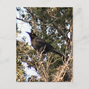 Great Tailed Grackle Photo Postcard