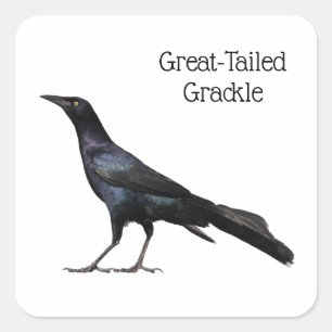 Great-Tailed Grackle Square Sticker