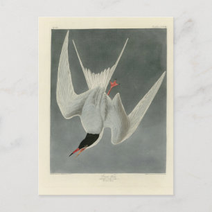 Great Tern, Common Tern - Audubon Birds of America Postcard