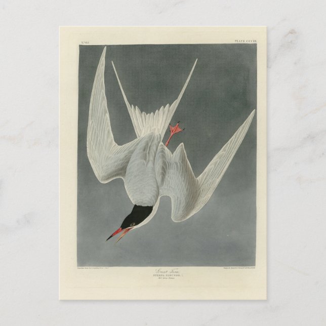 Great Tern, Common Tern - Audubon Birds of America Postcard (Front)