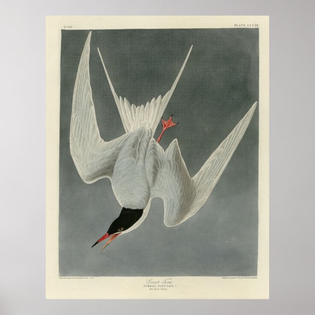 Great Tern, Common Tern - Audubon Birds of America Poster (Front)