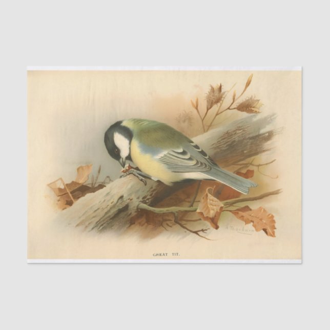 Great Tit by Lord Lilford, Illustration Tissue Paper (Front)
