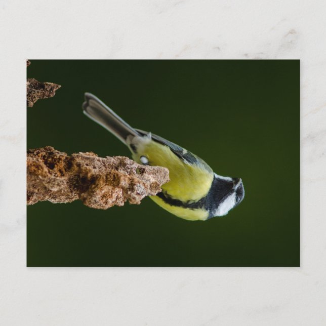 Great Tit in autumn Postcard (Front)