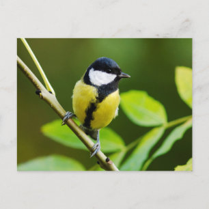 Great Tit in autumn Postcard