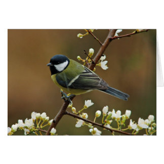 Great Tit on rainy day greeting card
