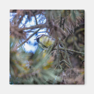 Great tit (Parus major) Magnet