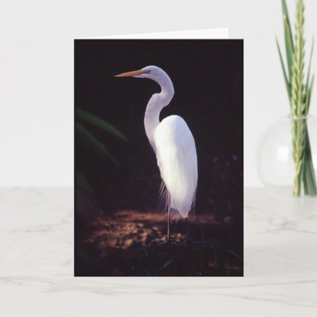 Great White Egret Card (Front)
