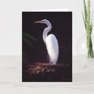 Great White Egret Card