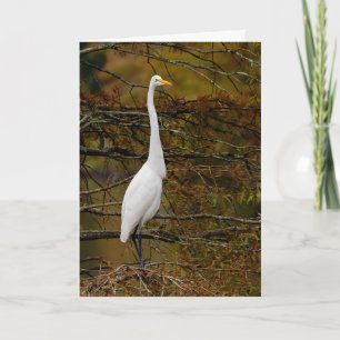 Great White Egret Fall Leaves Greeting Card