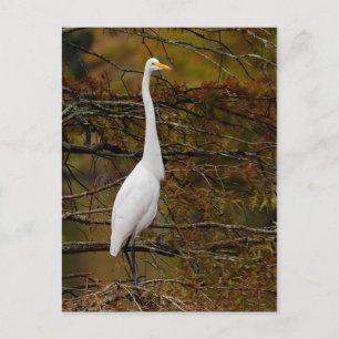 Great White Egret Fall Leaves Postcard