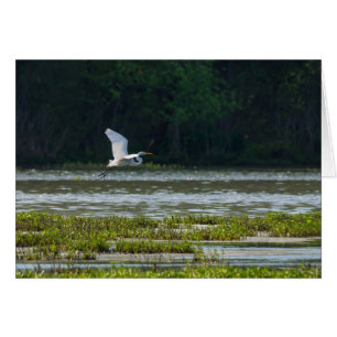 Great White Egret Flying
