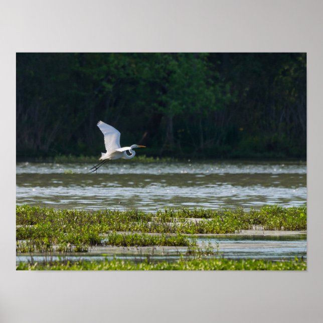 Great White Egret Flying Poster (Front)