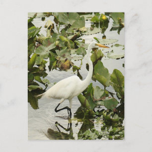 Great White Egret Photo Postcard