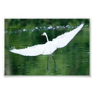 Great White Egret Photo Print