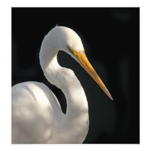 Great White Egret Portrait. Photo Print