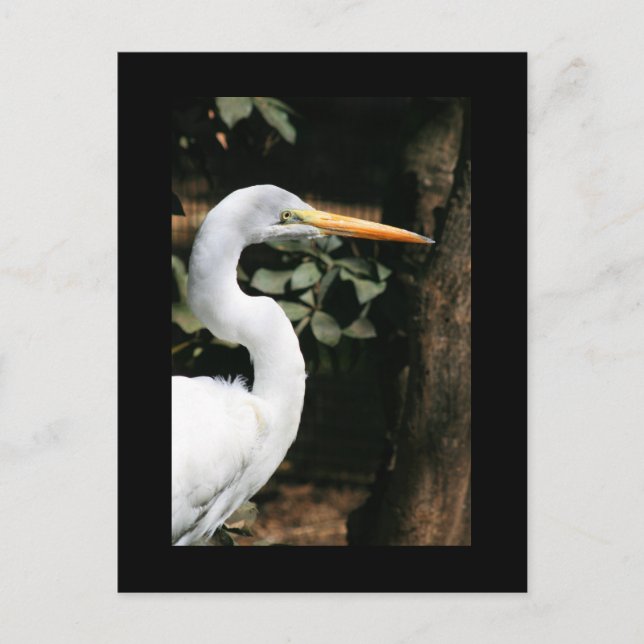 Great White Egret Postcard (Front)