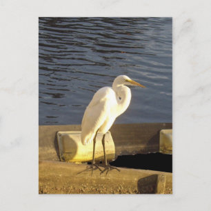 Great white egret - Postcard