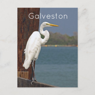 Great White Egret Postcard