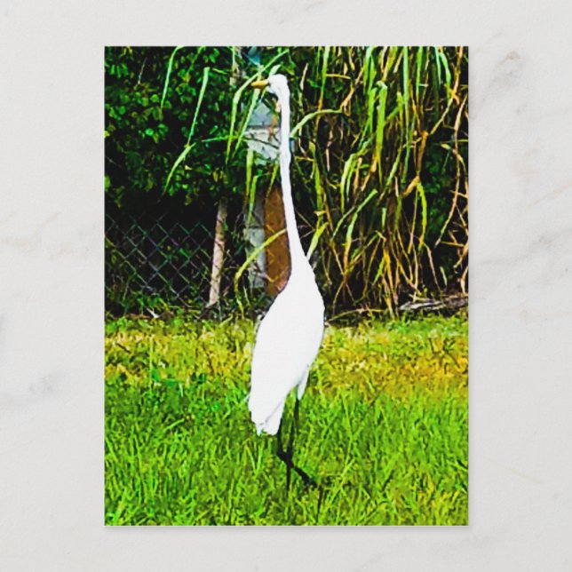 Great White Egret Postcard (Front)