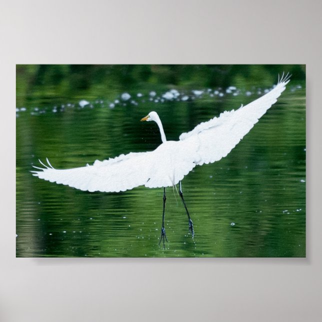 Great White Egret Poster (Front)