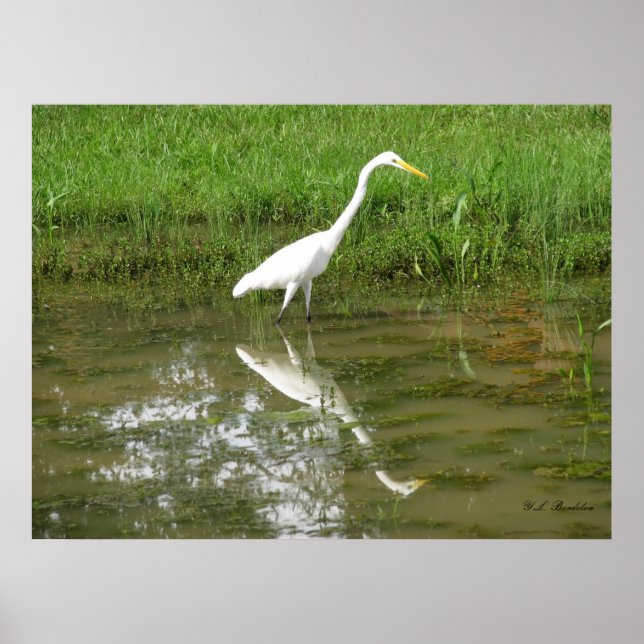 Great White Egret Poster (Front)
