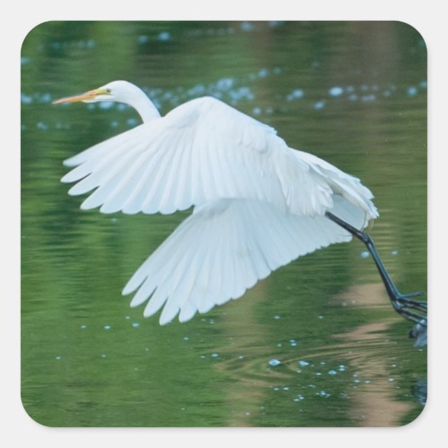 Great White Egret Square Sticker (Front)