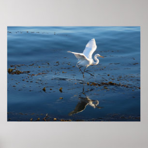 Great White Egret walks across Water Poster