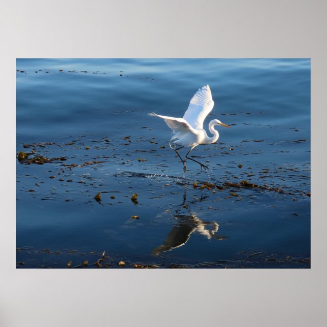 Great White Egret walks across Water Poster (Front)
