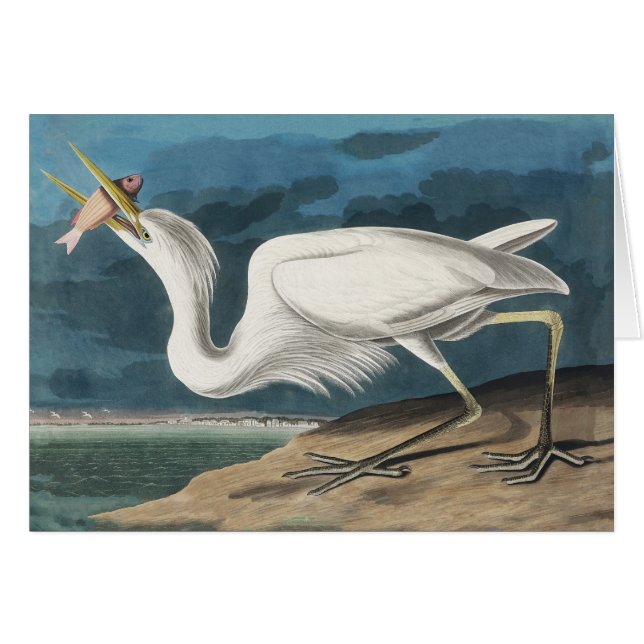 Great White Heron Audubon Bird Wildlife Painting (Front Horizontal)