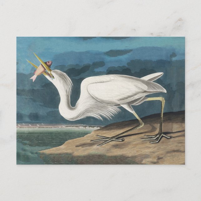 Great White Heron Audubon Bird Wildlife Painting Postcard (Front)