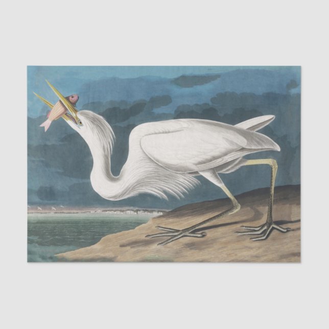 Great White Heron Audubon Bird Wildlife Painting Tissue Paper (Front)