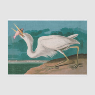 Great White Heron Birds of America Audubon Print Tissue Paper