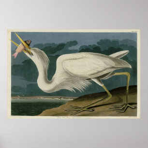 Great White Heron, from Audubon's Birds of America Poster