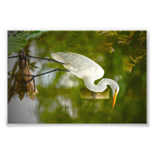 Great White Heron on a Log Photograph