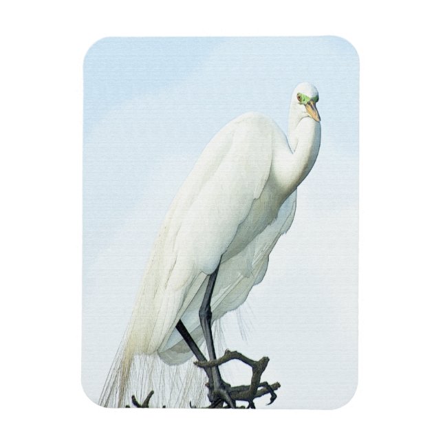 Great White Heron Portrait Magnet (Vertical)