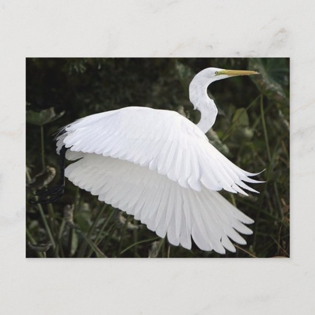 Great White Heron Postcard (Front)