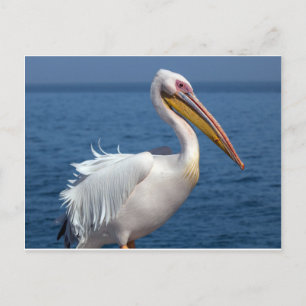 Great white pelican postcard