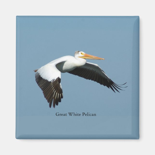 Great White Pelican sky magnet (Front)