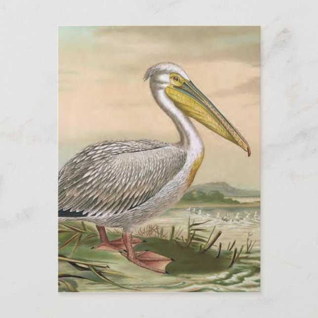 Great White Pelican Vintage Bird Illustration Postcard (Front)