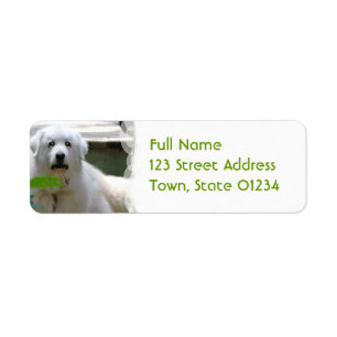 Great White Pyrenees Dog Return Address Labels
