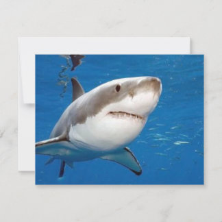 Great White Shark