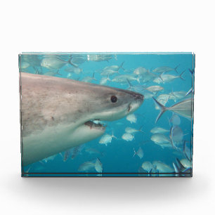 Great White Shark Australia Photo Block