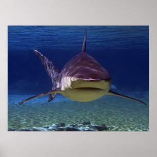 Great White Shark Encounter Poster