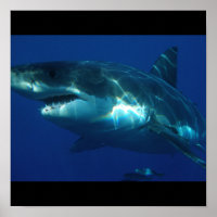 Great White Shark Fish Water Surfer Swim Fin Grey