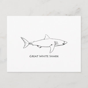 Great White Shark (line art) Postcard