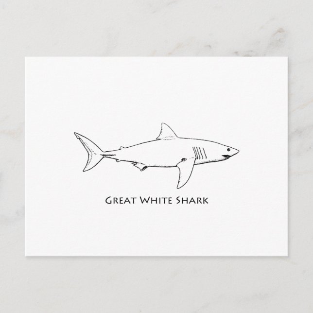 Great White Shark (line art) Postcard (Front)