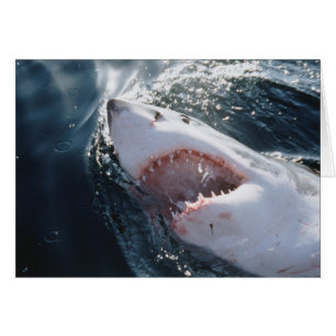 Great White Shark on sea